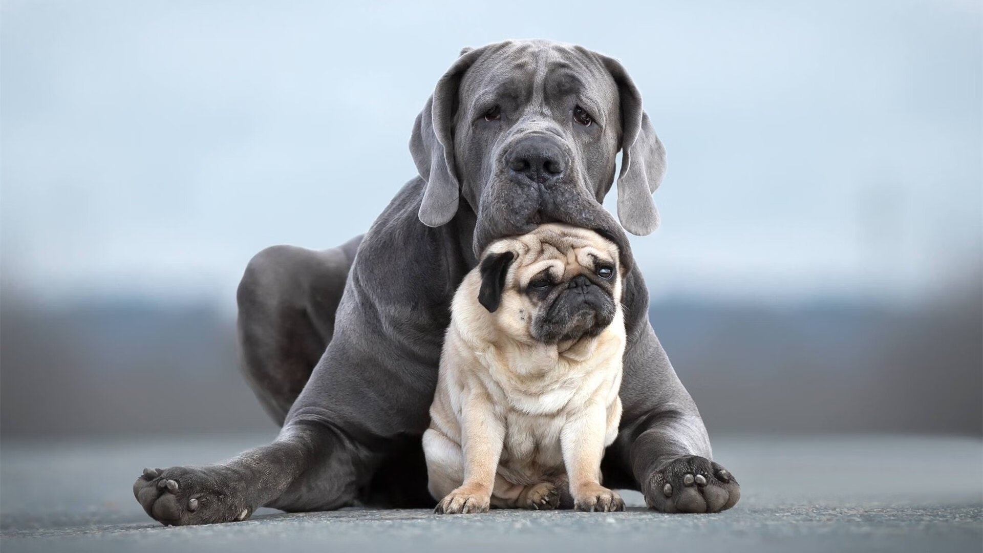 埃及队未来展望:如何突破技术瓶颈,迎接世界挑战,埃及队怎么样