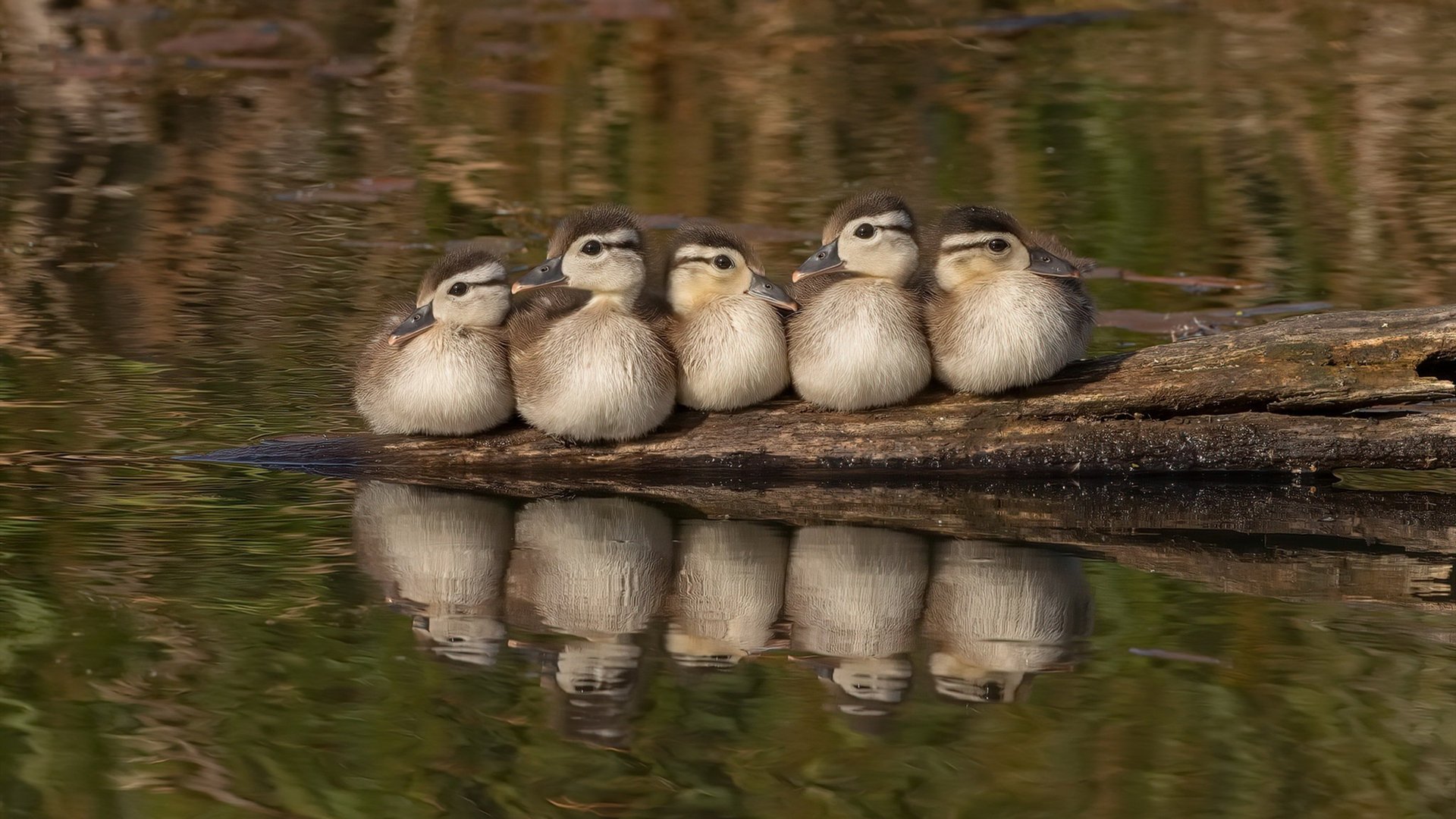 弗拉门戈中场组织者获全场最佳，弗拉门戈阵容2020